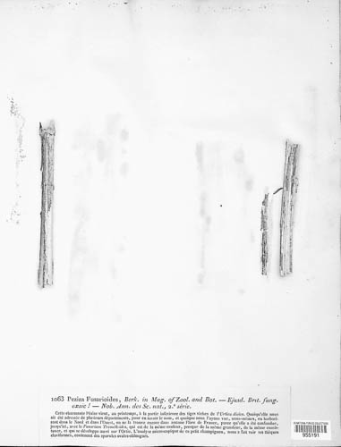 Calloria image
